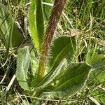 Hypochaeris uniflora Folha