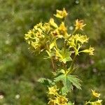 Alchemilla glabra Kwiat
