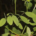 Indigofera trita Blatt