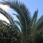 Phoenix canariensis Листок