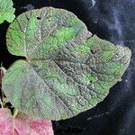 Begonia picta Агульны выгляд