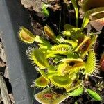 Dionaea muscipula Blad