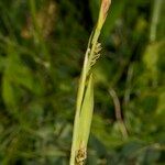 Carex vaginata Fruit