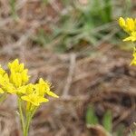 Haplophyllum linifolium Flower