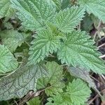 Urtica dioica Ліст