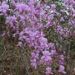 Rhododendron dilatatum फूल