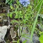 Campanula cervicaria Plante entière