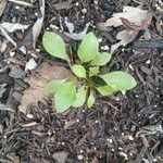 Symphyotrichum laeve ഇല