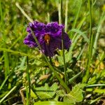 Solanum aculeatissimum Квітка