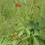 Ipomoea cristulata Habitus