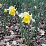 Narcissus pseudonarcissusLorea