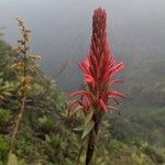 Pitcairnia bifrons Virág