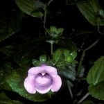 Sinningia speciosa Flor