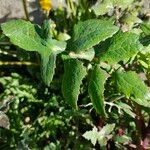 Sonchus oleraceusLeaf