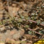 Atriplex glauca Máis