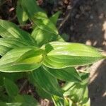 Tricyrtis formosana Hoja