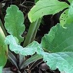 Arctium nemorosum Листок