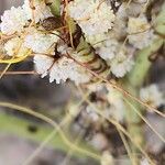 Cuscuta planiflora Gyümölcs