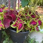 Coleus decurrens葉