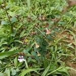 Cuphea ericoides Hoja