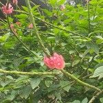 Stachytarpheta mutabilis Flower