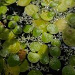Hydrocharis laevigata Blatt