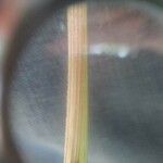 Avenula pubescens Likasa