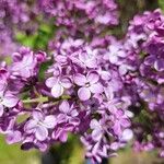 Syringa persica Flor