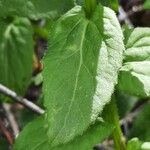 Campanula rhomboidalis Blad