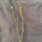 Wahlenbergia marginata Λουλούδι