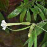 Nicotiana acuminata Flors