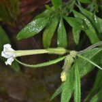 Nicotiana acuminata Кветка