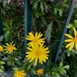 Euryops chrysanthemoides Floro