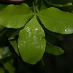 Vepris lanceolata Folio