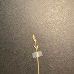 Carex pulicaris Flower