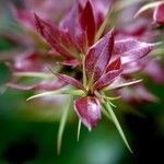 Berberis gagnepainii Blad