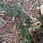 Festuca heterophylla Hoja