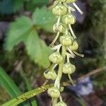 Pyrola minor Fruit