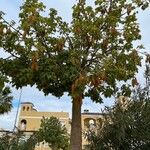 Brachychiton discolor Fruto