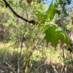 Acer saccharum