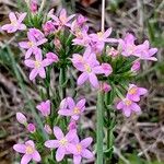 Centaurium erythraea ফুল