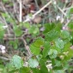 Betula nana Leaf