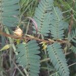 Chamaecrista fasciculata Feuille