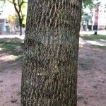 Cordia americana Bark