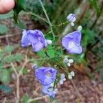 Dichorisandra penduliflora Flor
