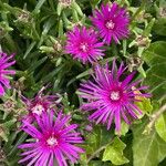 Delosperma cooperi Habitus