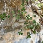 Teucrium rotundifolium Hostoa