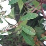 Euphorbia leucocephala Leaf