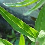 Oenothera × fallax Leaf