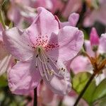 Rhododendron schlippenbachii Kukka
